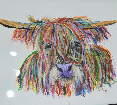 Highland Cow.